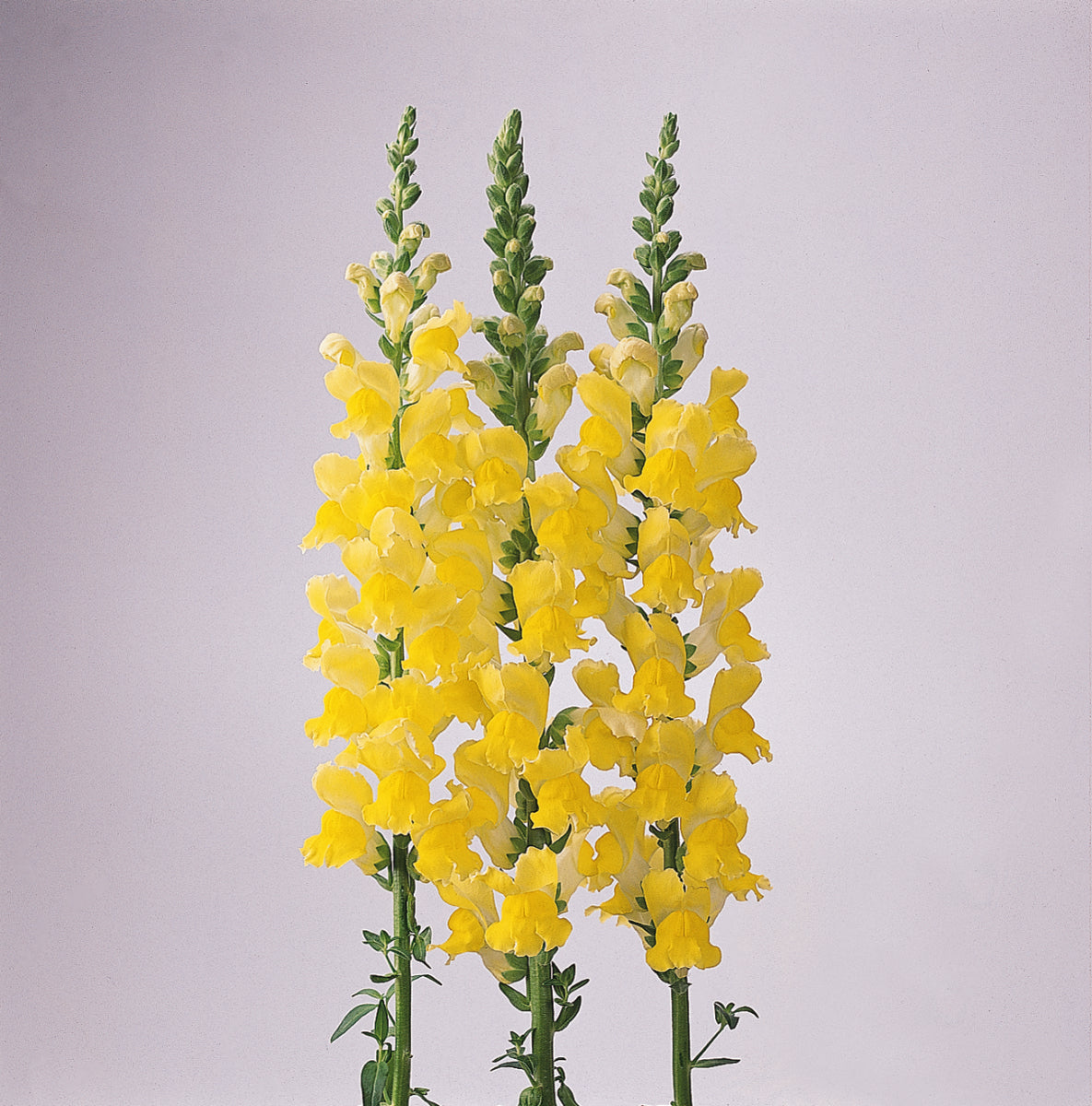 Monaco Yellow Snapdragon Seeds 50 Pelleted Premium Cut Flower Seeds