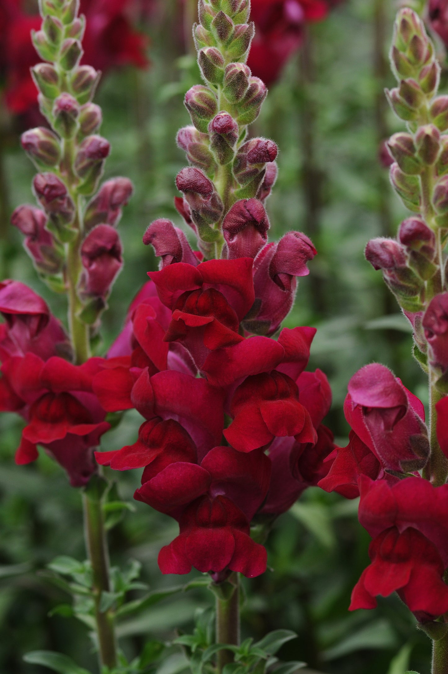 50 Pelleted Snapdragon Seeds Potomac Crimson Premium Cut Flower Snapdragon