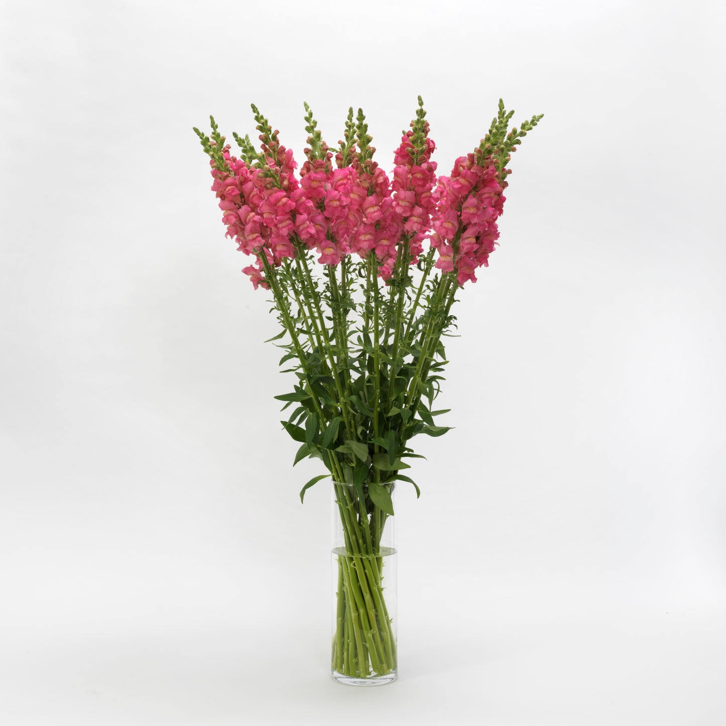 50 Pelleted Snapdragon Seeds Potomac Rose Premium Cut Flower Snapdragon Seeds