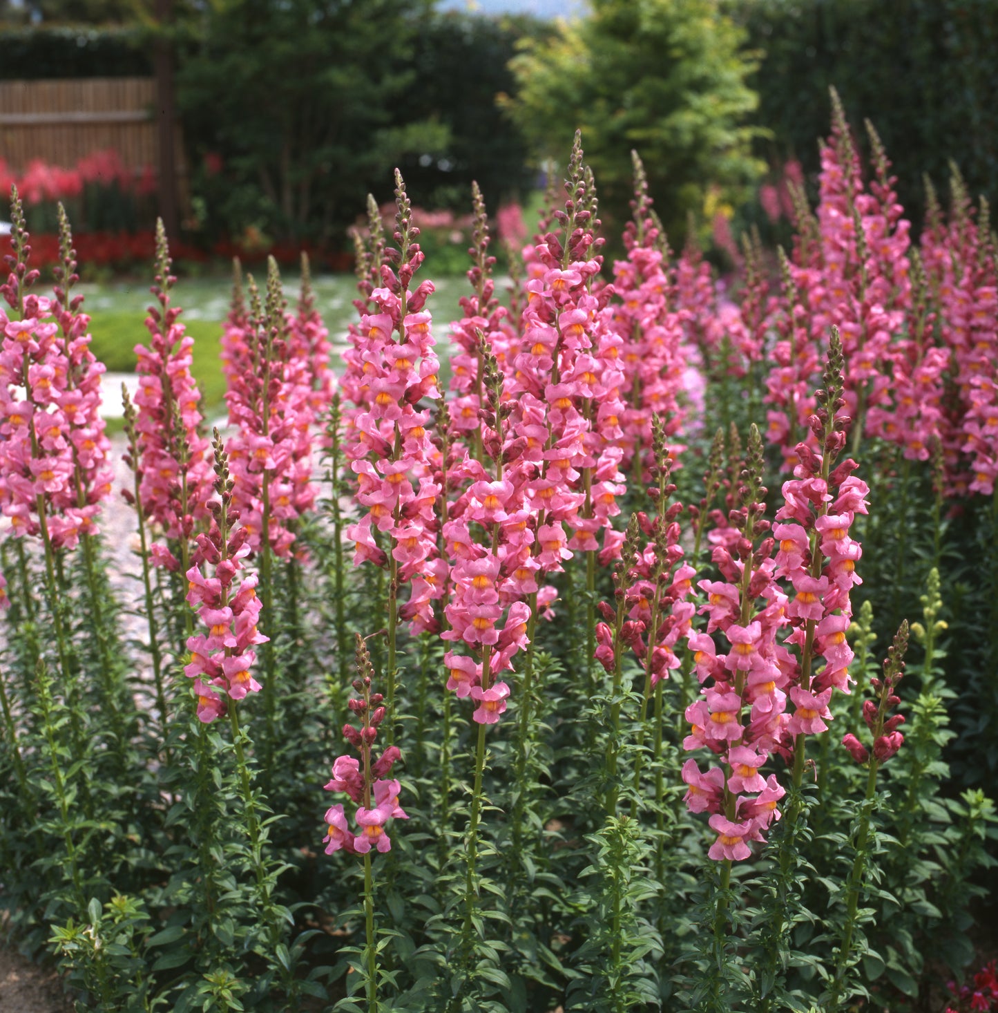 Rocket Rose Shades Snapdragon Seeds 50 Garden Cut Flower Seeds