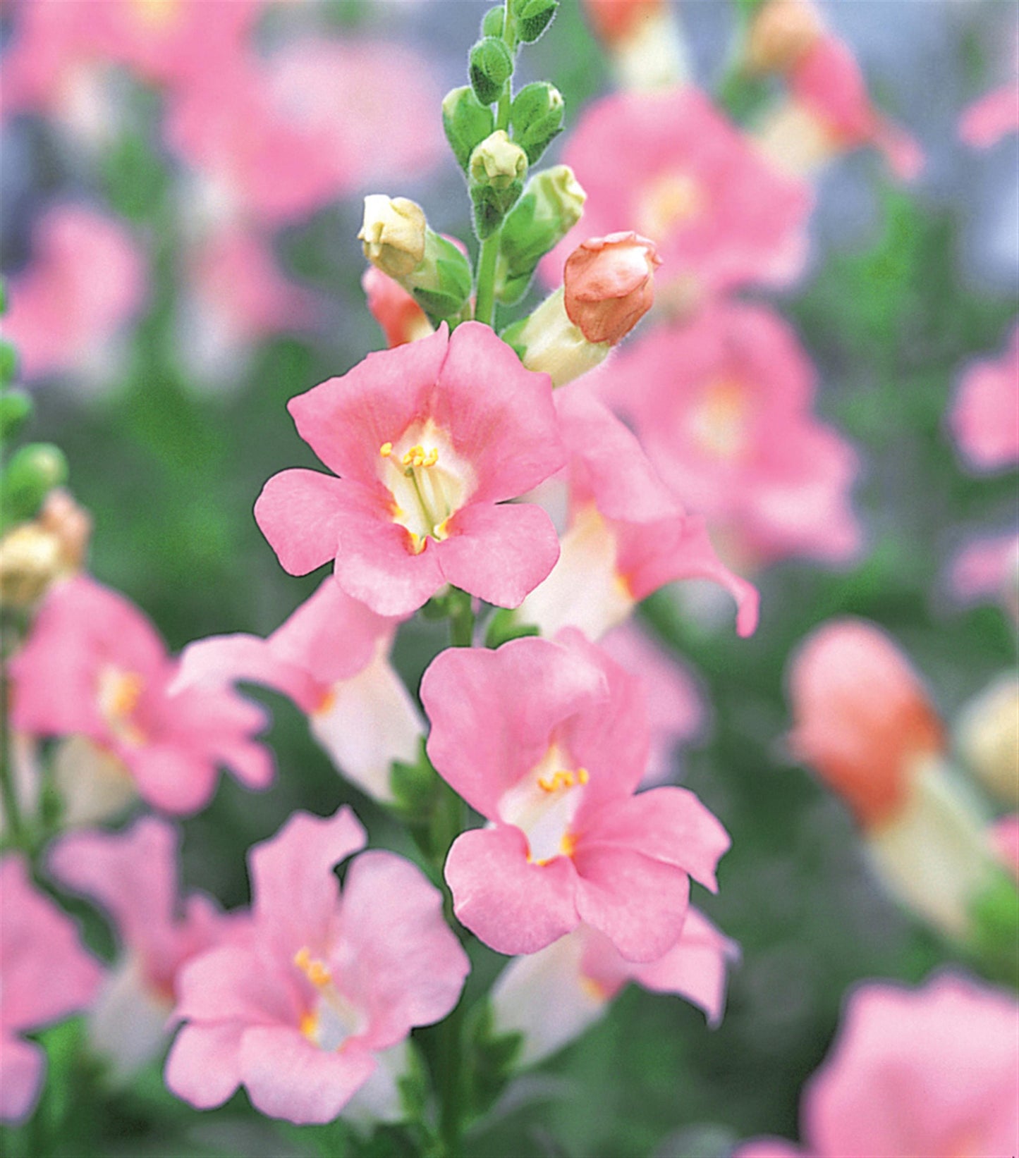 50 Snapdragon Seeds Snapdragon Chantilly Light Pink Cut Flower Seeds