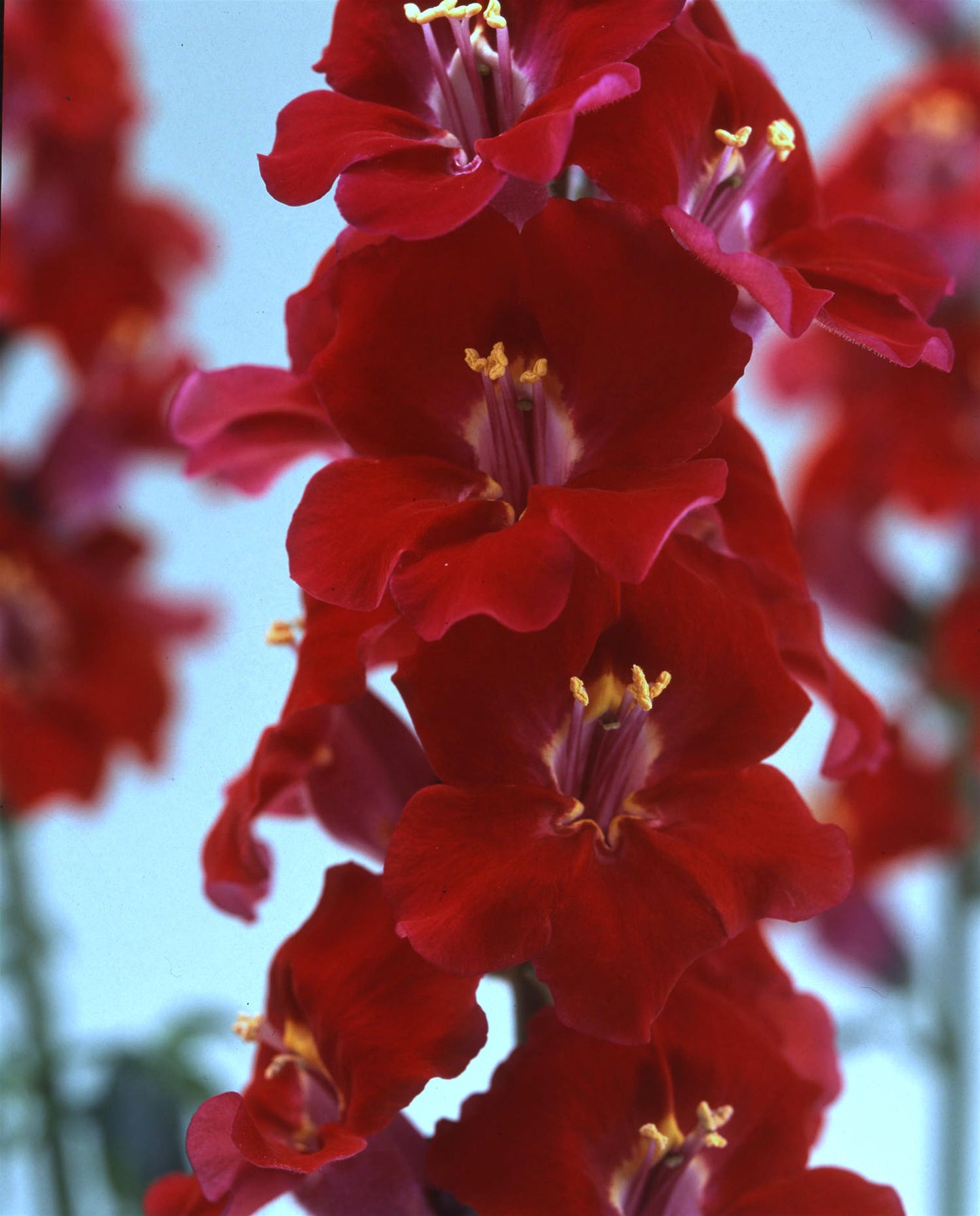 50 Snapdragon Seeds Snapdragon Chantilly Velvet Cut Flower Seeds