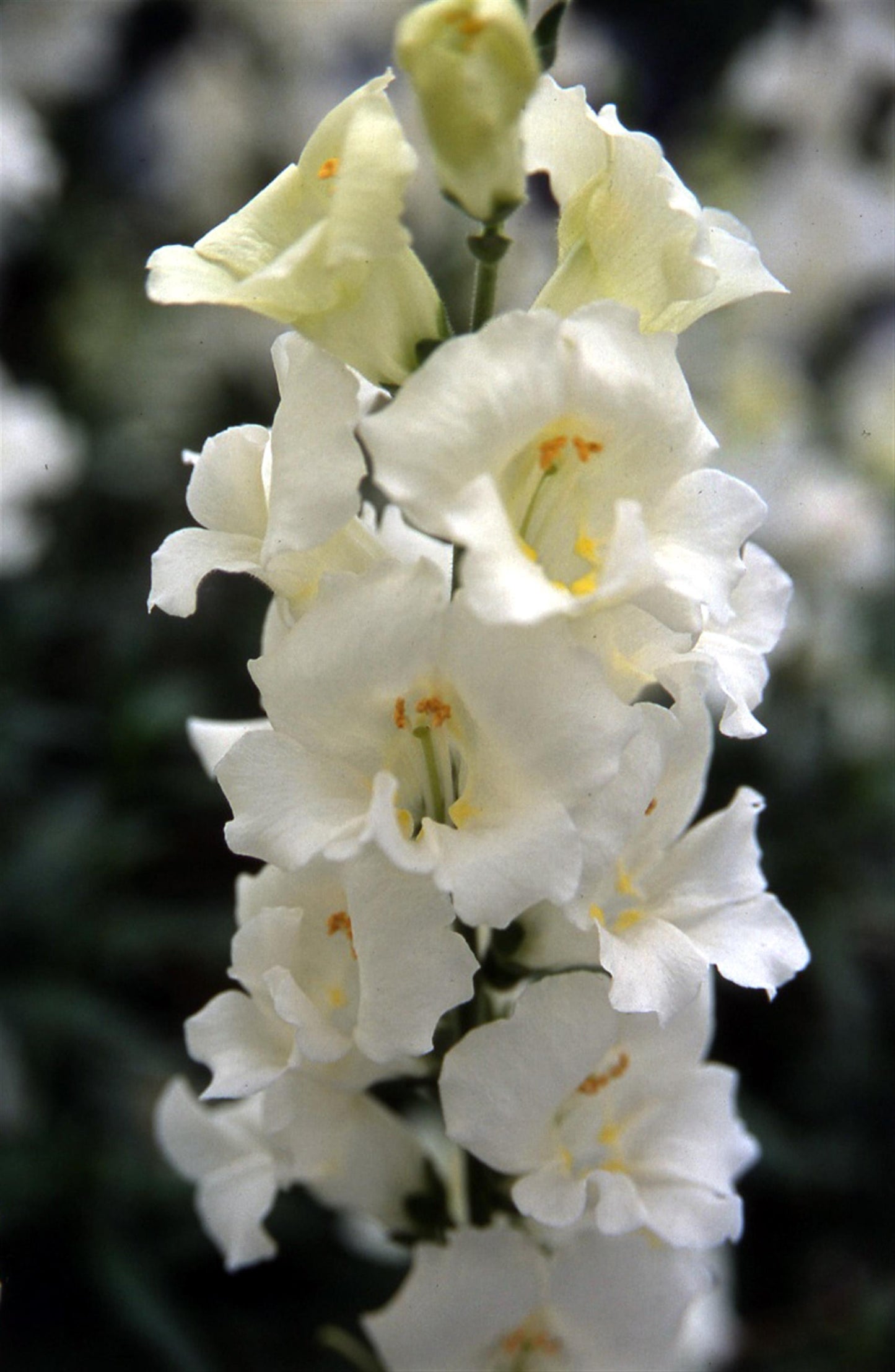 Snapdragon Chantilly White Seeds 50 Tall Cut Flower Antirrhinum majus Seeds