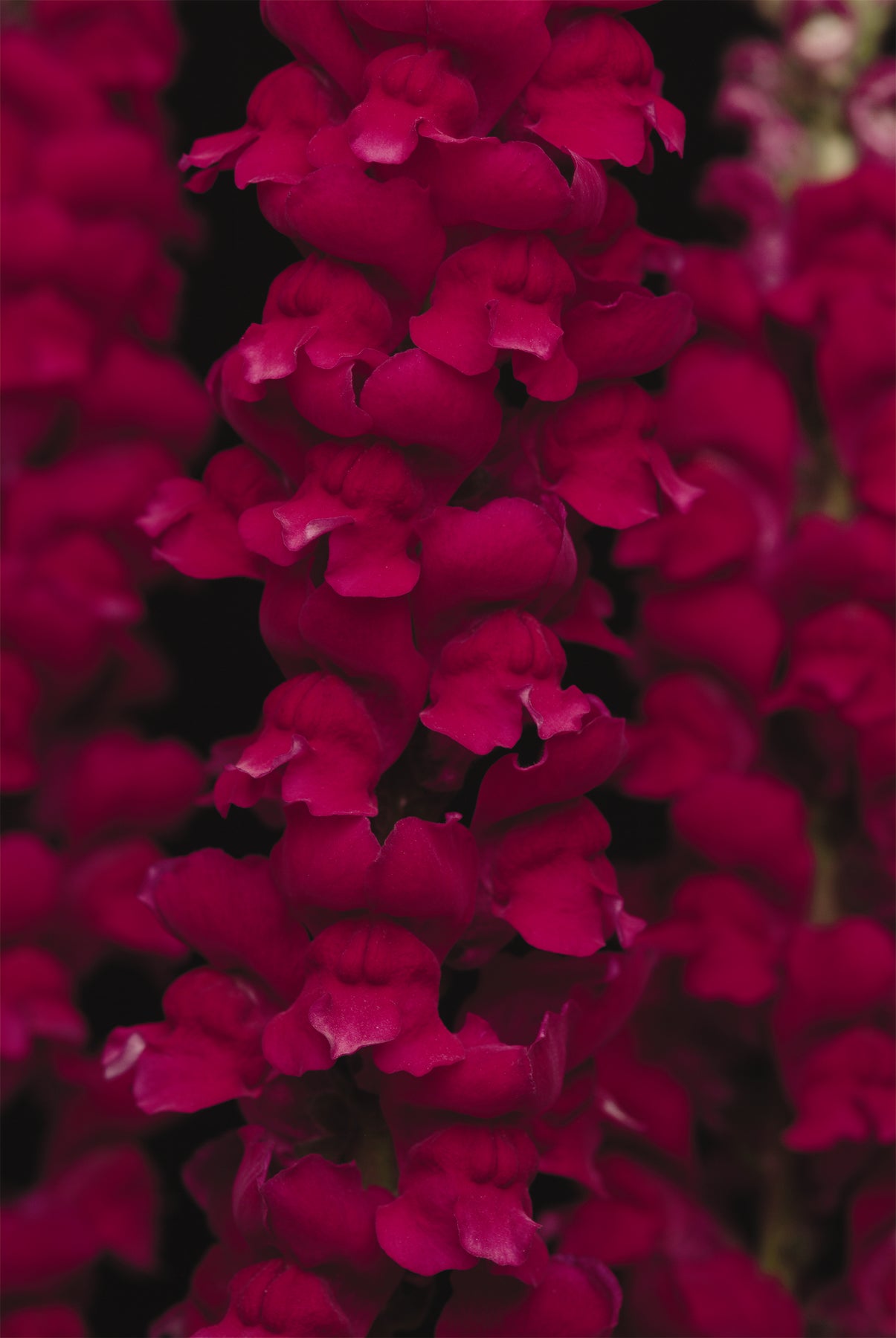 Snapdragon Seeds Cool Crimson 50 Pelleted Cut Flower Seeds