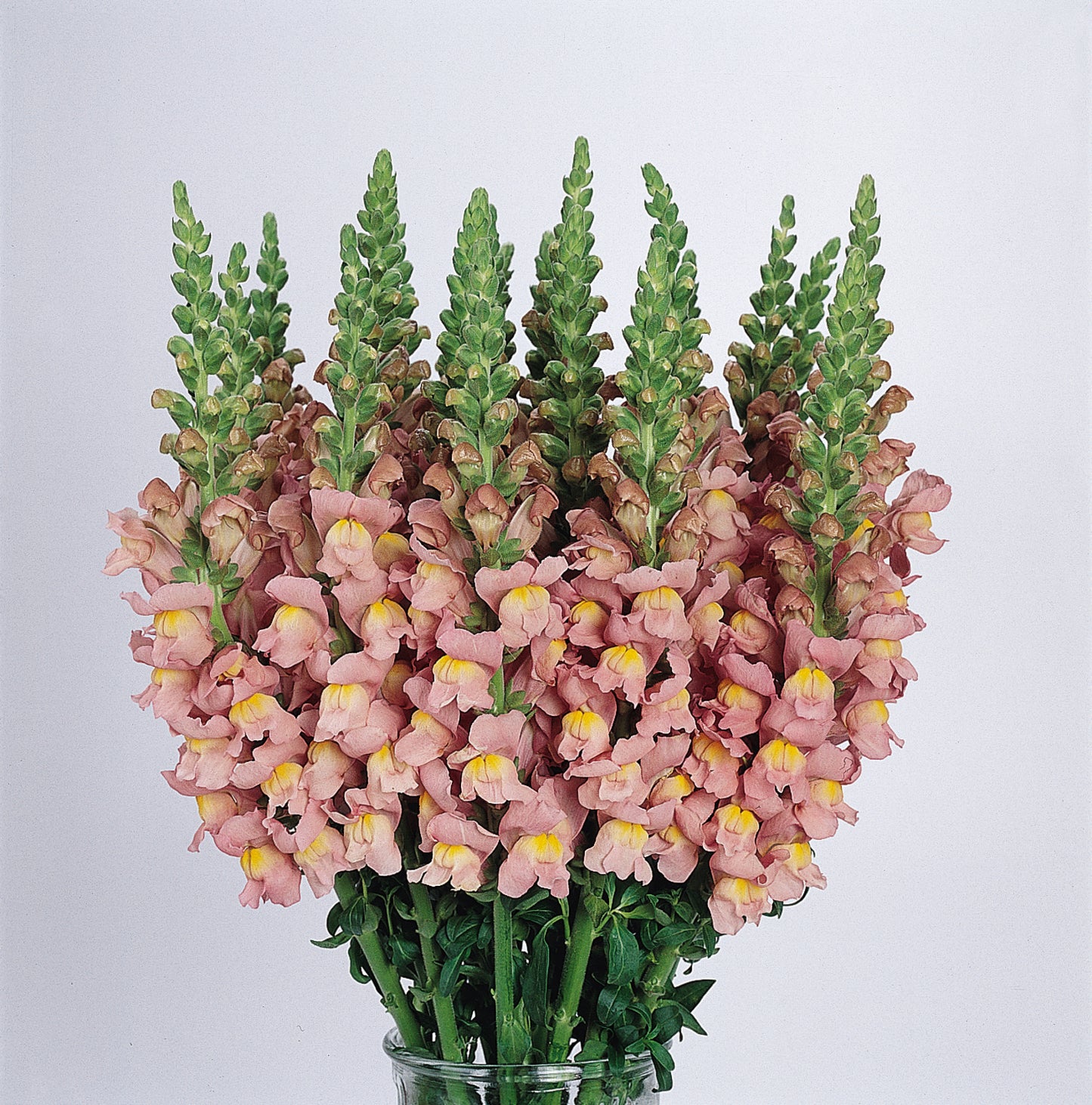 Snapdragon Seeds Cool Pink 50 Pelleted Cut Flower Seeds