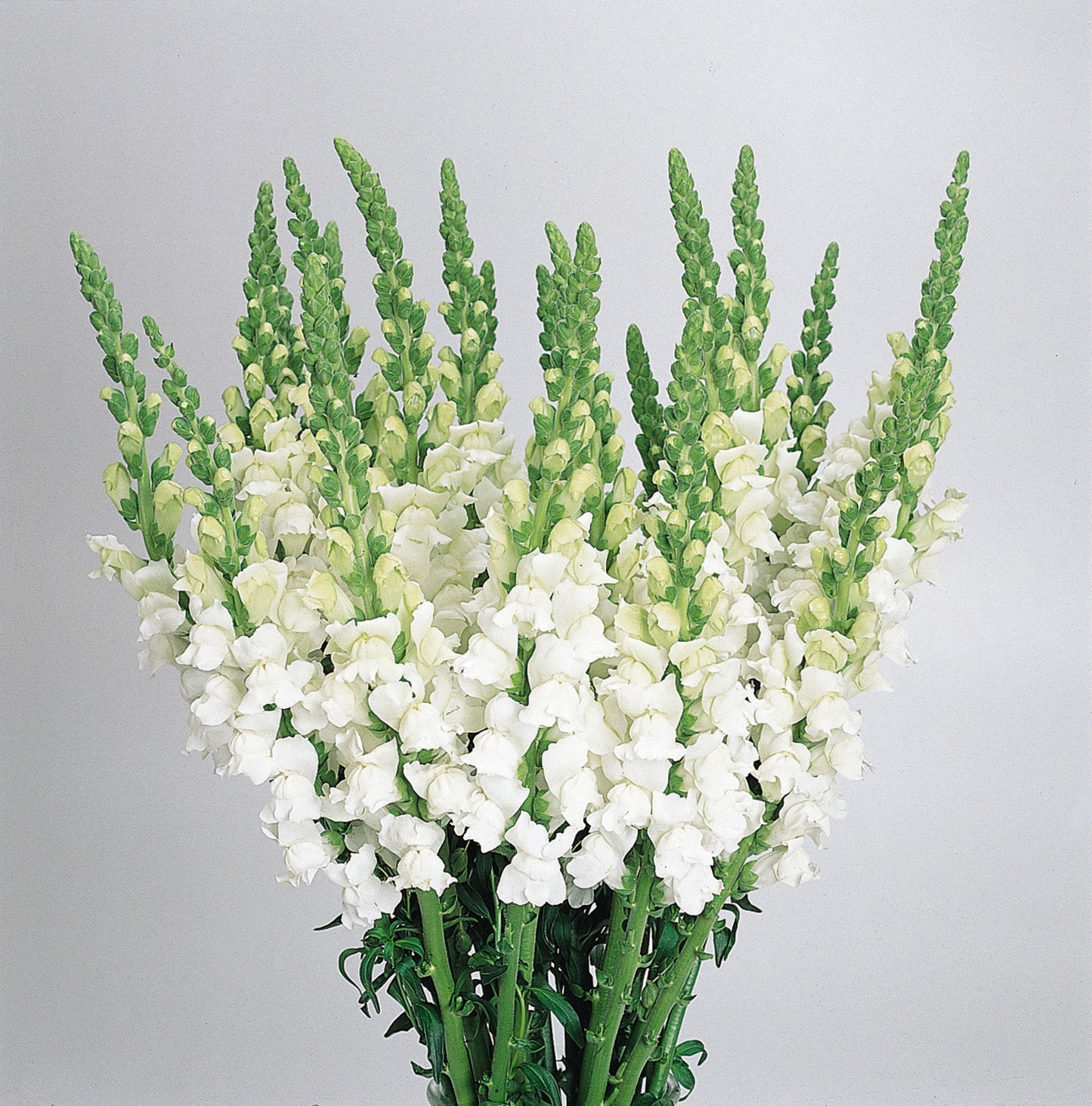 Snapdragon Seeds Cool White 50 Pelleted Cut Flower Seeds