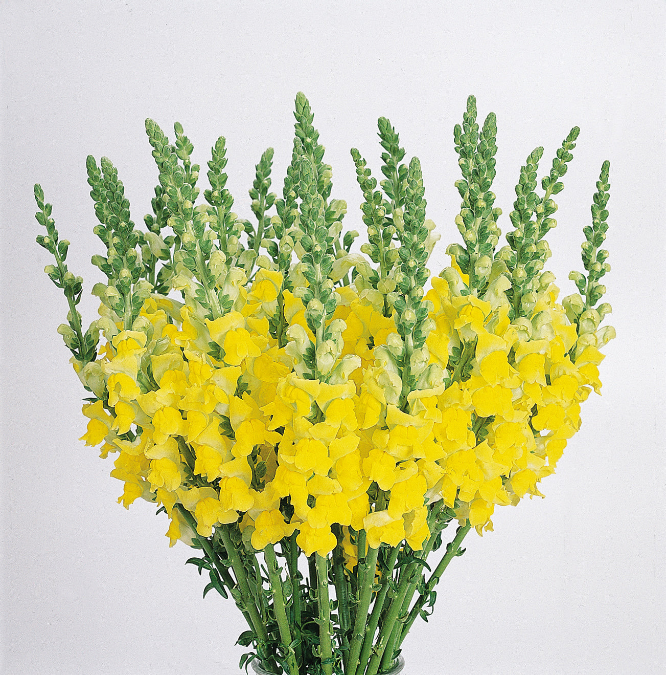 Snapdragon Seeds Cool Yellow 50 Pelleted Cut Flower Seeds