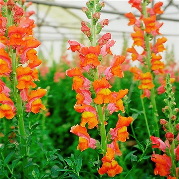 50 Pelleted Snapdragon Seeds Snapdragon Exquisite Orange Sunset