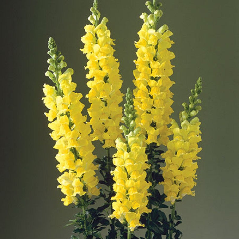 Snapdragon Legend Yellow 50 Snapdragon Seeds Cut Flower Seeds