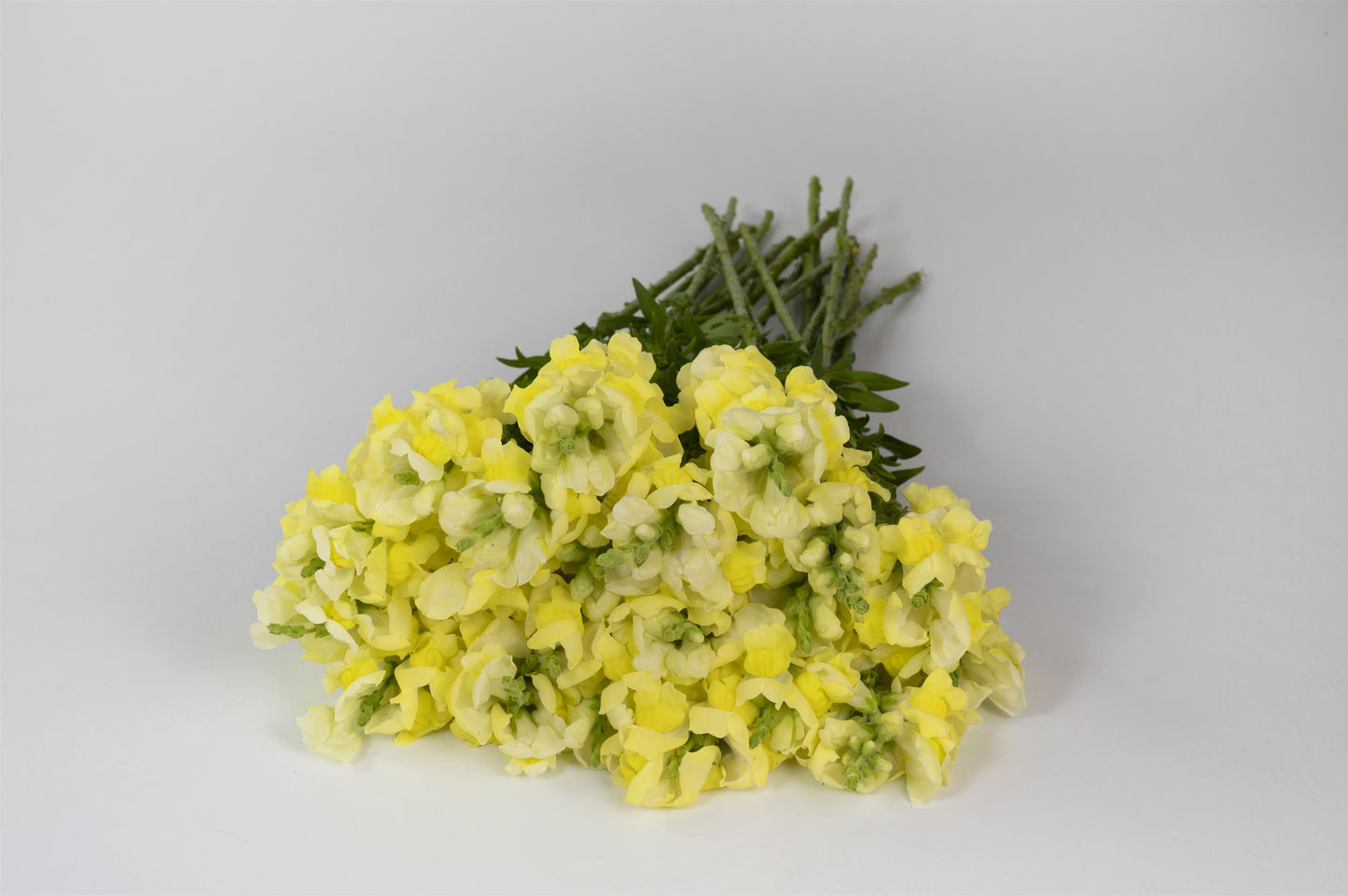 50 Snapdragon Seeds Snapdragon Opus Yellow Cut Flower Seeds