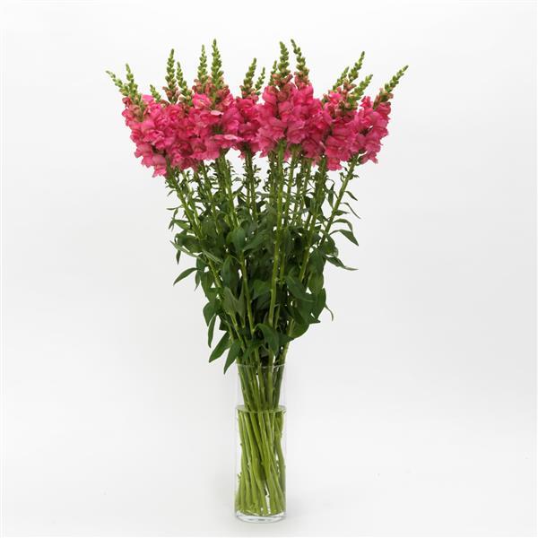 50 Pelleted Snapdragon Seeds Snapdragon Potomac Dark Pink