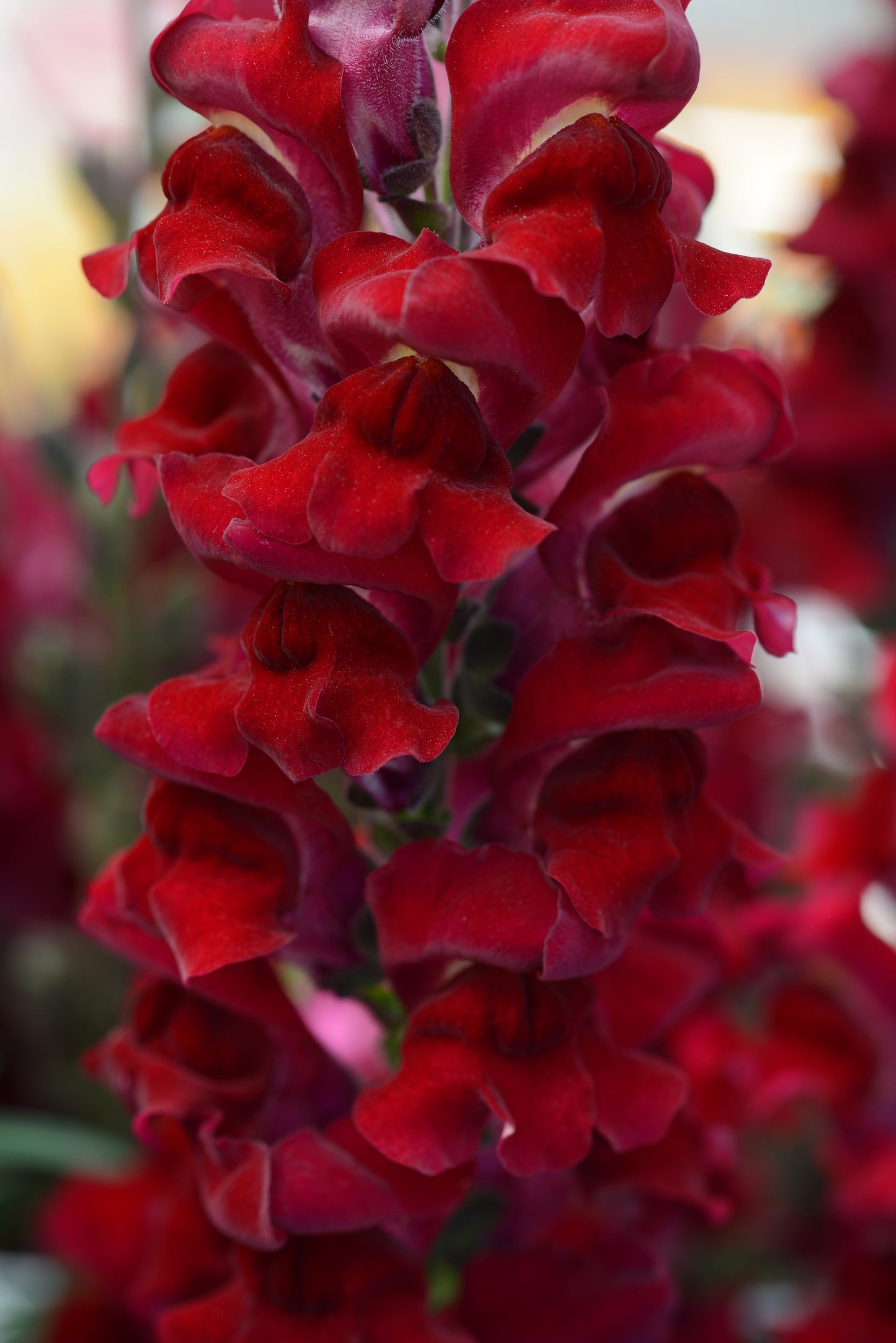 Rocket Red Snapdragon Seeds 50 Antirrhinum majus Cut Flower Seeds