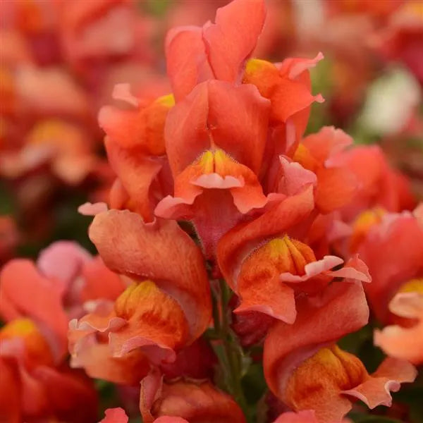 50 Pelleted Snapdragon Seeds Snapshot Orange – Dwarf Flower Seeds