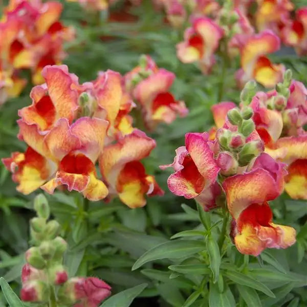 50 Pelleted Snapdragon Seeds Snapshot Red Flame – Dwarf Flower Seeds