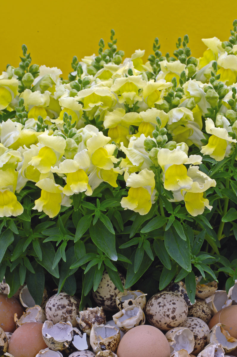 Snapdragon Seeds 25 thru 250 Pelleted Seeds Snapdragon Snapshot Yellow
