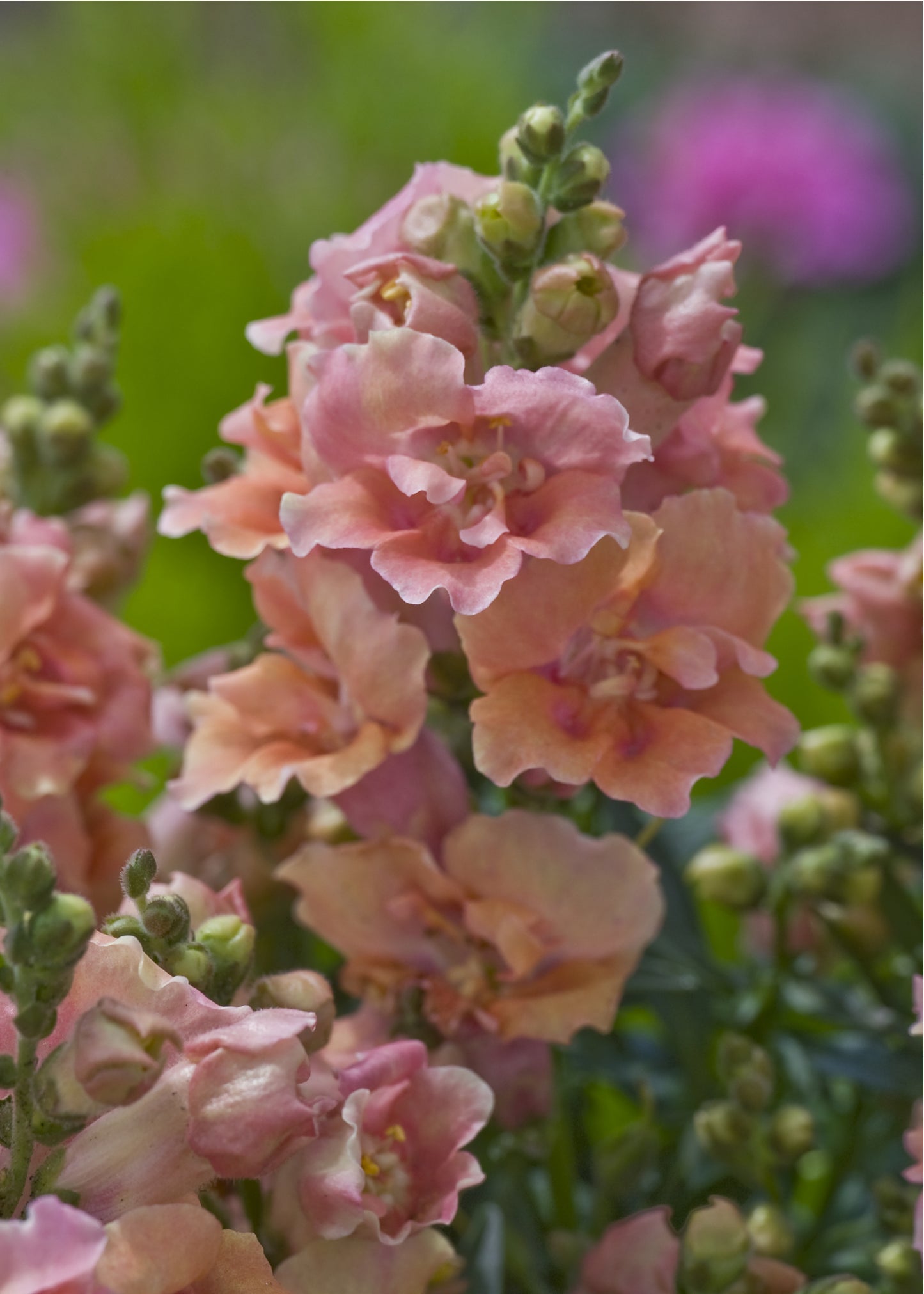 Snapdragon Seeds Twinny Peach 50 F1 Hybrid Flower Seeds