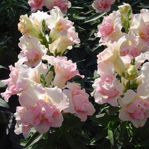 Snapdragon Seeds Twinny Appleblossom 50 F1 Hybrid Double Flower Seeds