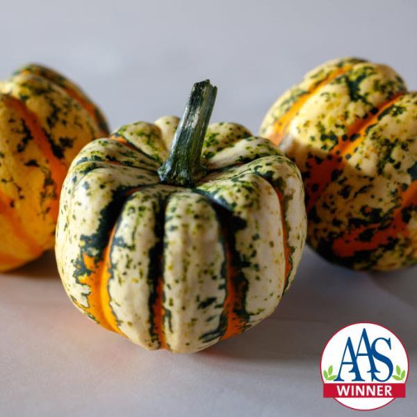 Squash Thriller Seeds 25 Seeds Ornamental & Edible Psychedelic Winter Squash
