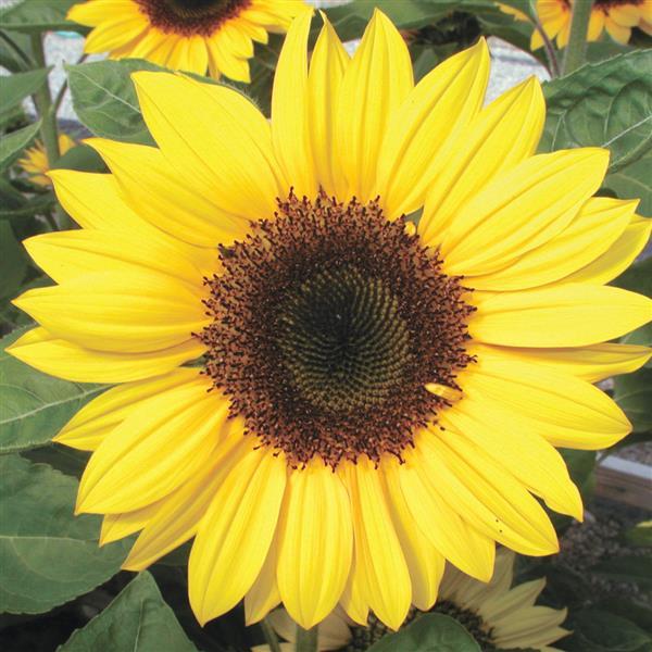 50 Sunflower Seeds Helianthus Sunrich Lemon Cut Flower Seeds
