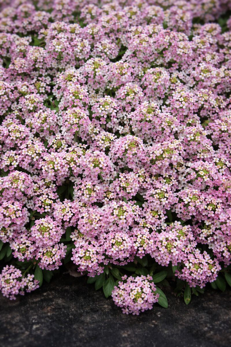 Sweetie Pink Alyssum Seeds – 250 Fragrant Flower Garden Seeds