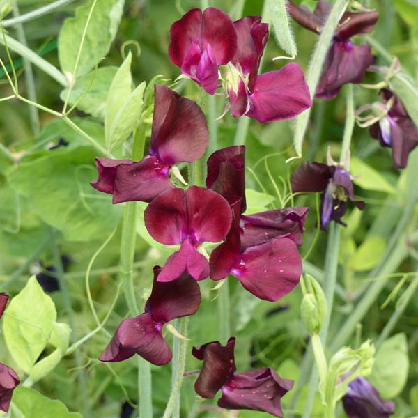 sweet pea seeds from plant 25 Sweet Pea Seeds