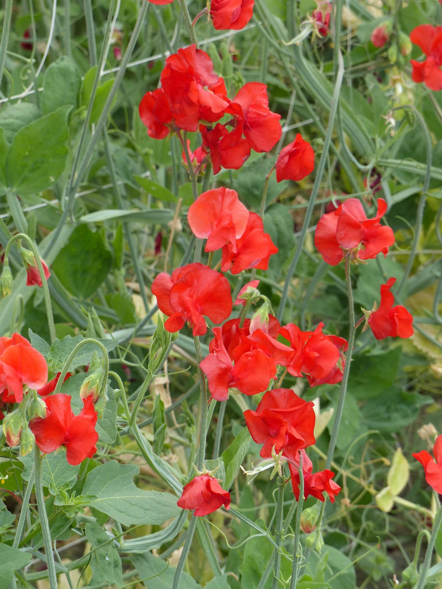 25 Sweet Pea Seeds Sweet Pea Winter Sunshine Scarlet
