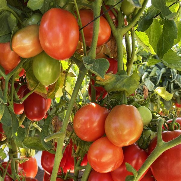 25 Kuzco Tomato Seeds Vegetable Seeds
