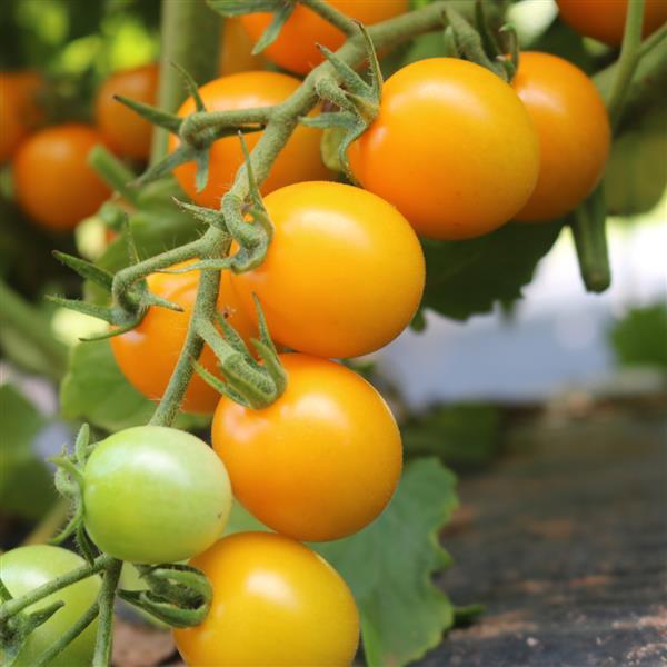 25 Tomato Seeds Lemonsugar Cherry Tomato