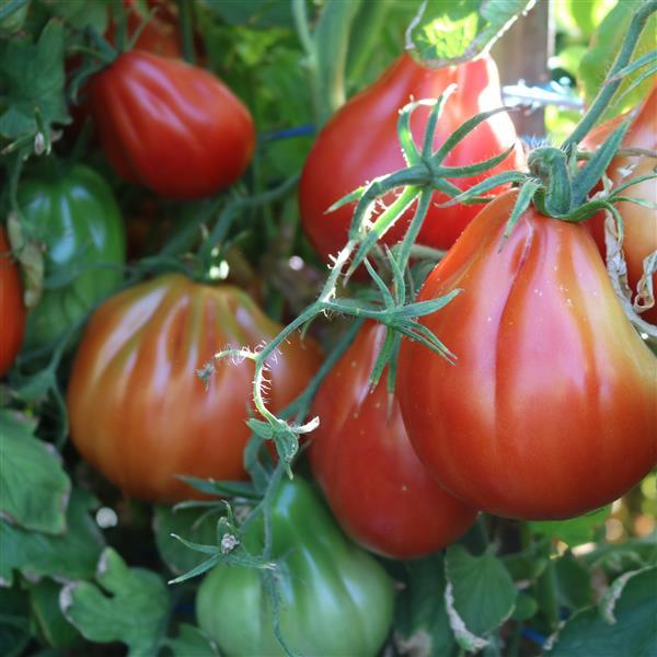Tomato Palpatation Seeds – 25 Premium Oxheart Tomato Seeds