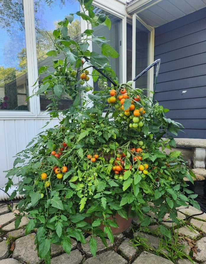 cinnamon tomato plants Tomato Seeds Red Profusion F1 Tomato Trailing Tomato 25 Seeds – trailingpetunia.com