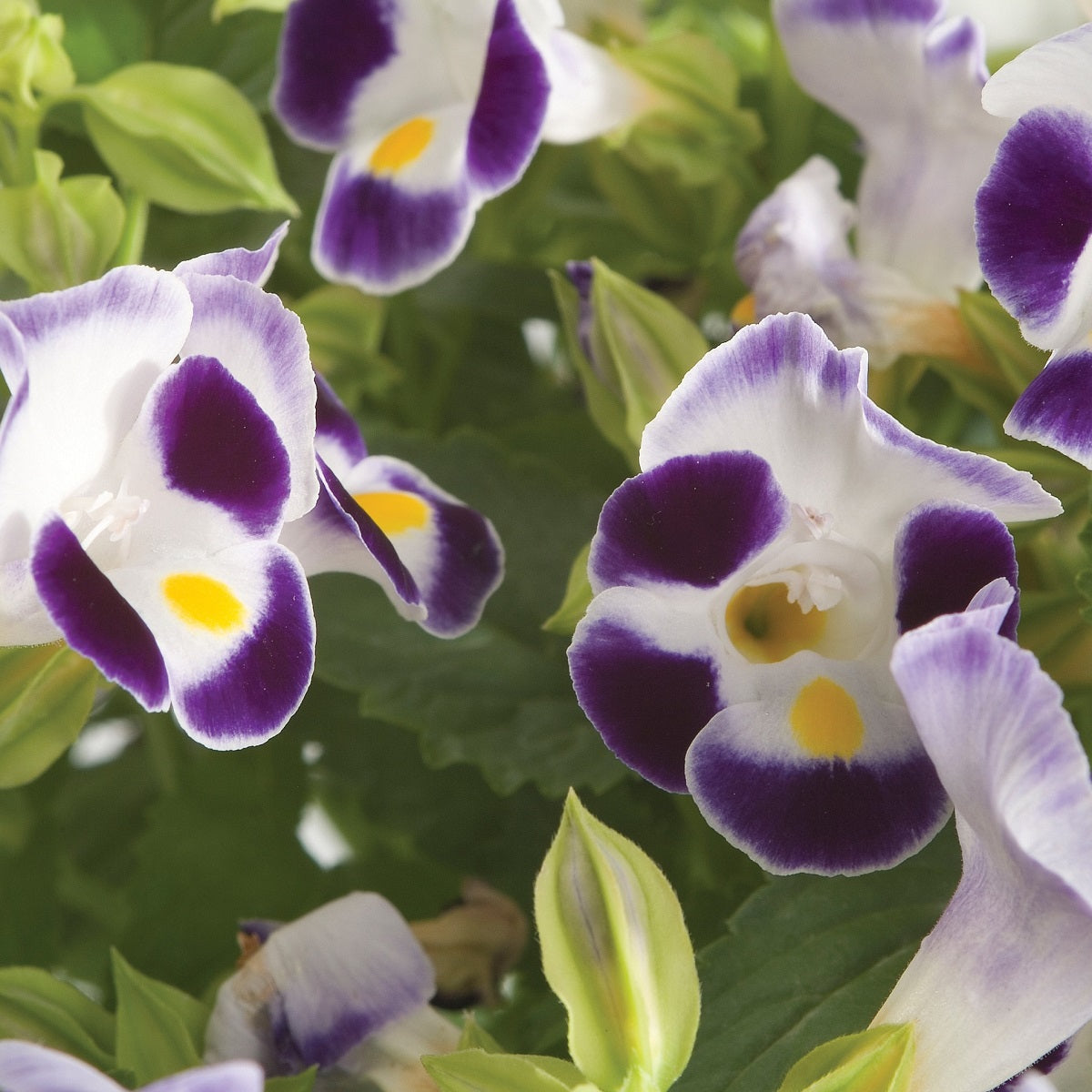 50 Pelleted Torenia Seeds Torenia Little Kiss Blue & White