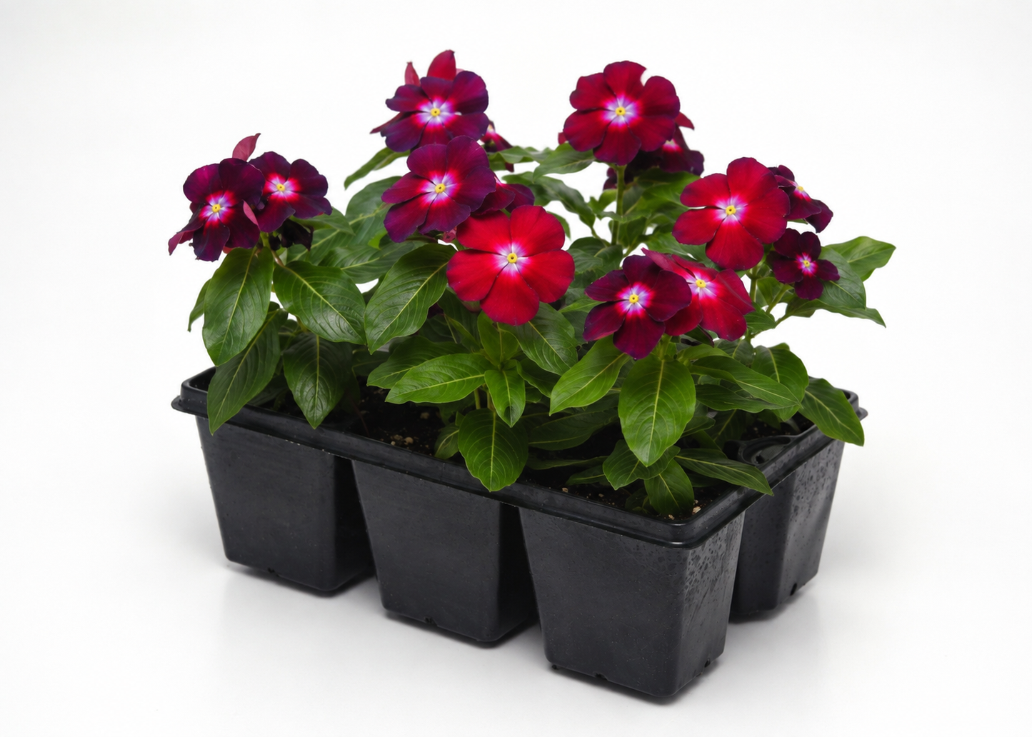 A cluster of red and purple flowers with green leaves growing in a black plastic nursery tray, photographed on a clean white background.