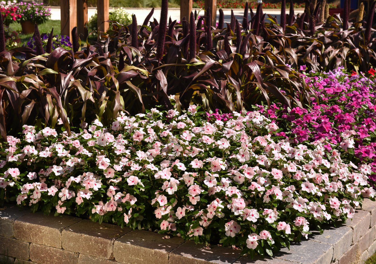 Vinca Seeds Valiant Apricot 50 Seeds Upright Heat Tolerant Flower Seeds
