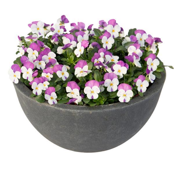 Viola Seeds Admire White With Pink Wing 50 Seeds