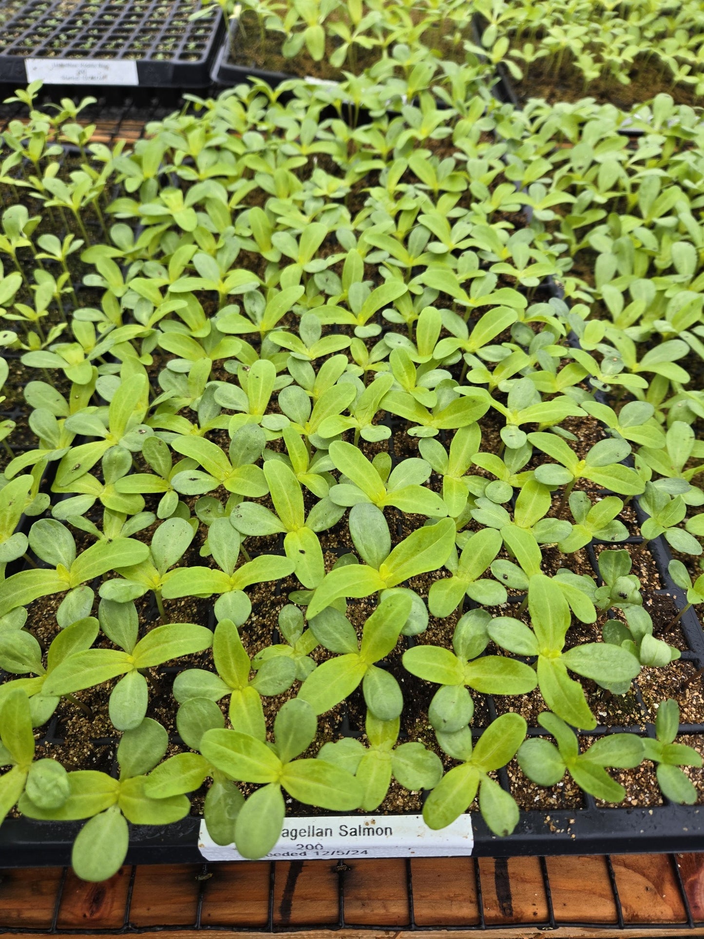 25 Zinnia Seeds Zinnia Magellan Salmon Zinnias F1