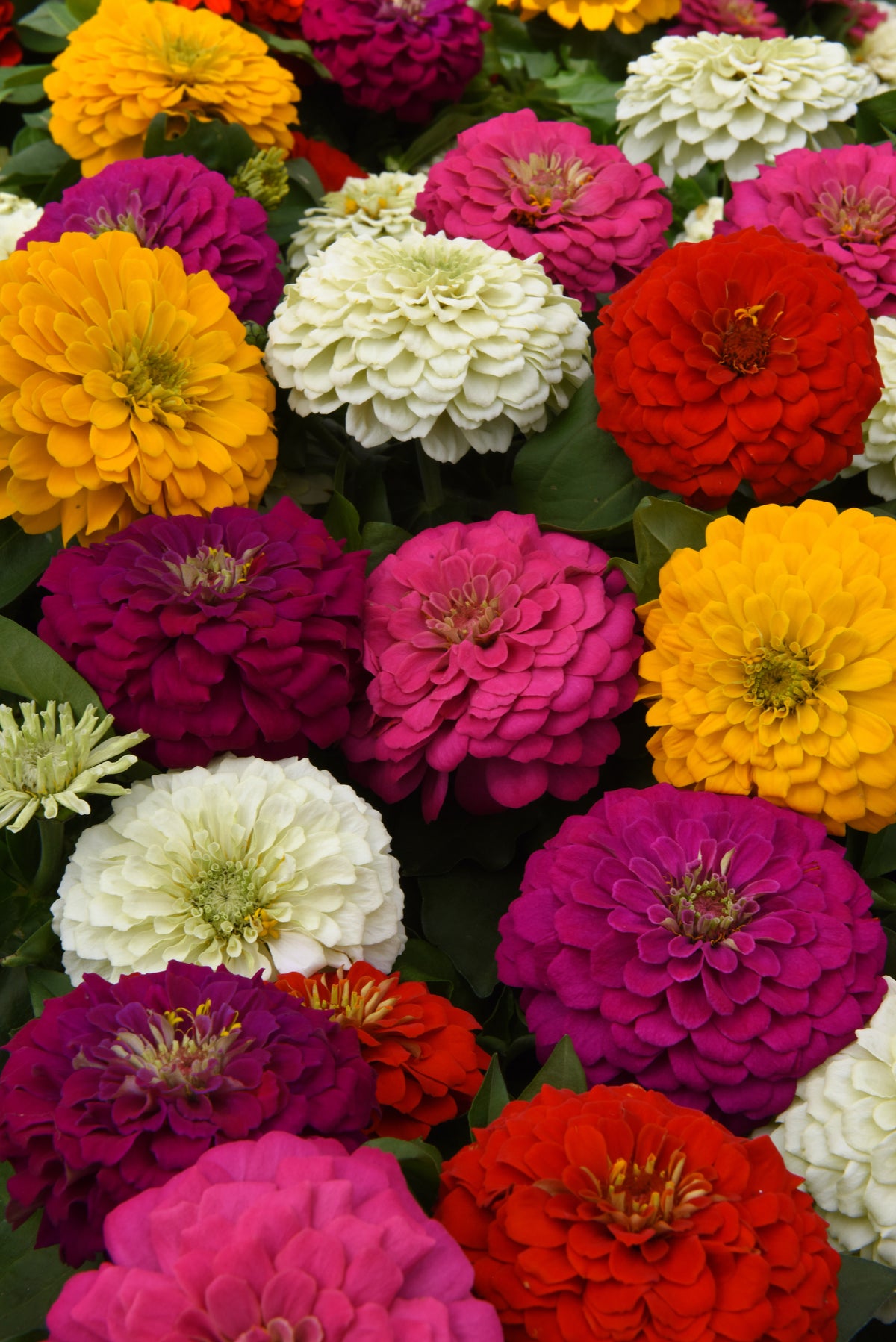 Close-up of Zesty Mix double zinnia flowers in yellow, white, red, pink and purple
