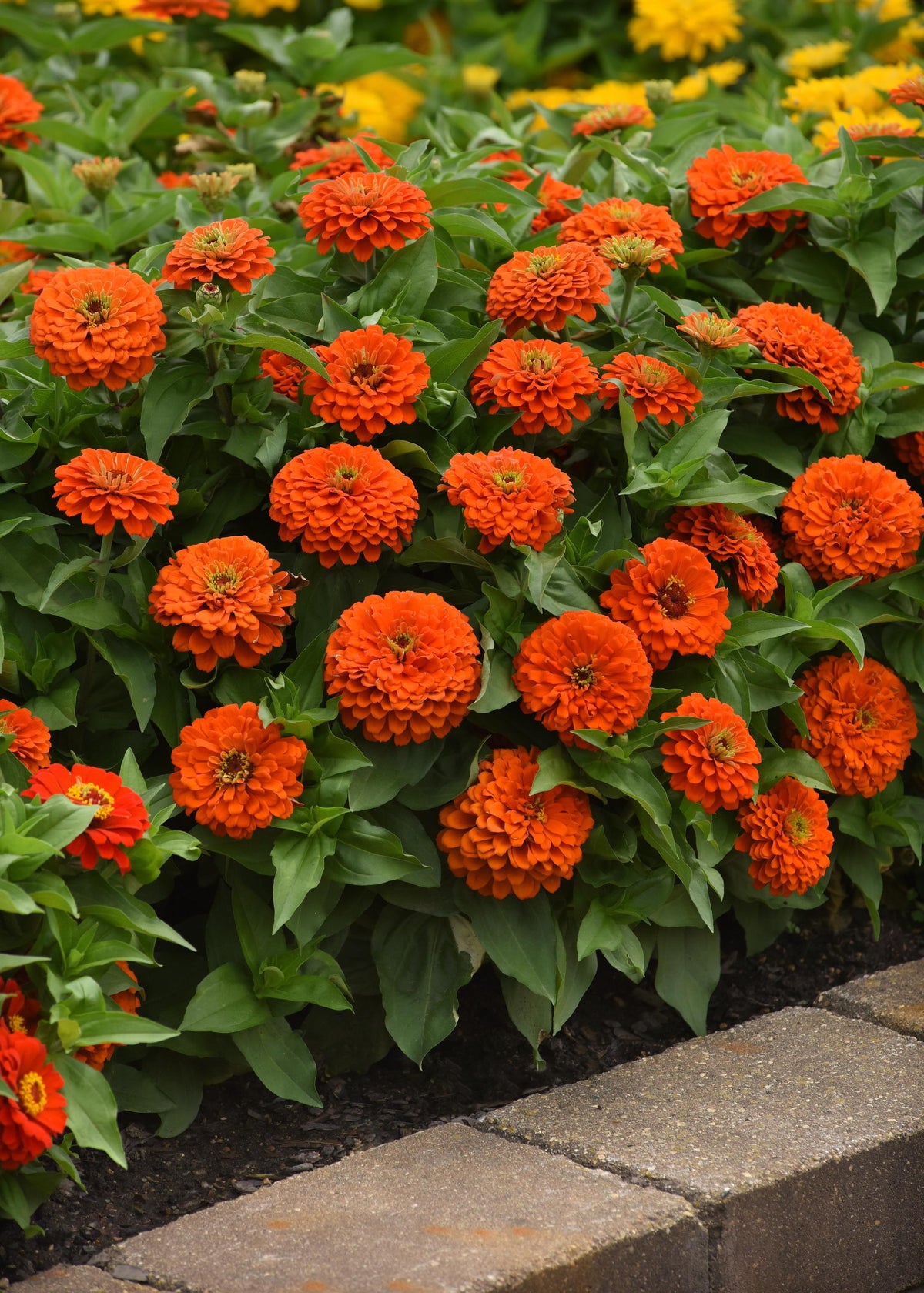 Zesty Orange zinnias covered in double orange blooms beside a stone garden border