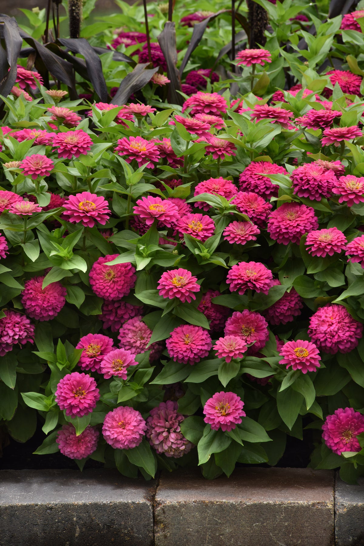 Zesty Pink zinnias covered in double pink blooms with green foliage beside a stone garden border