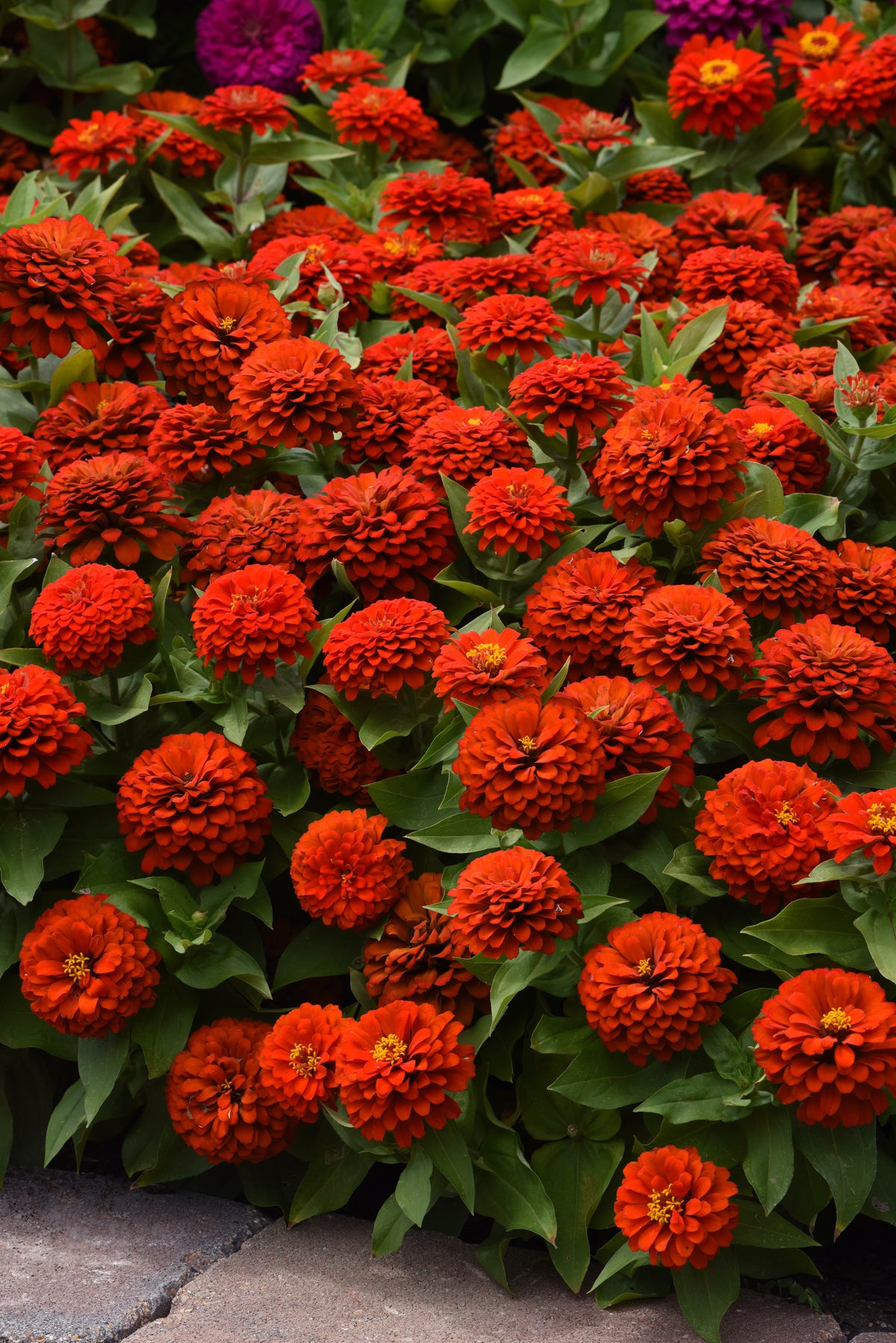 Zesty Scarlet zinnias covered in double scarlet red blooms with green foliage beside a stone garden border