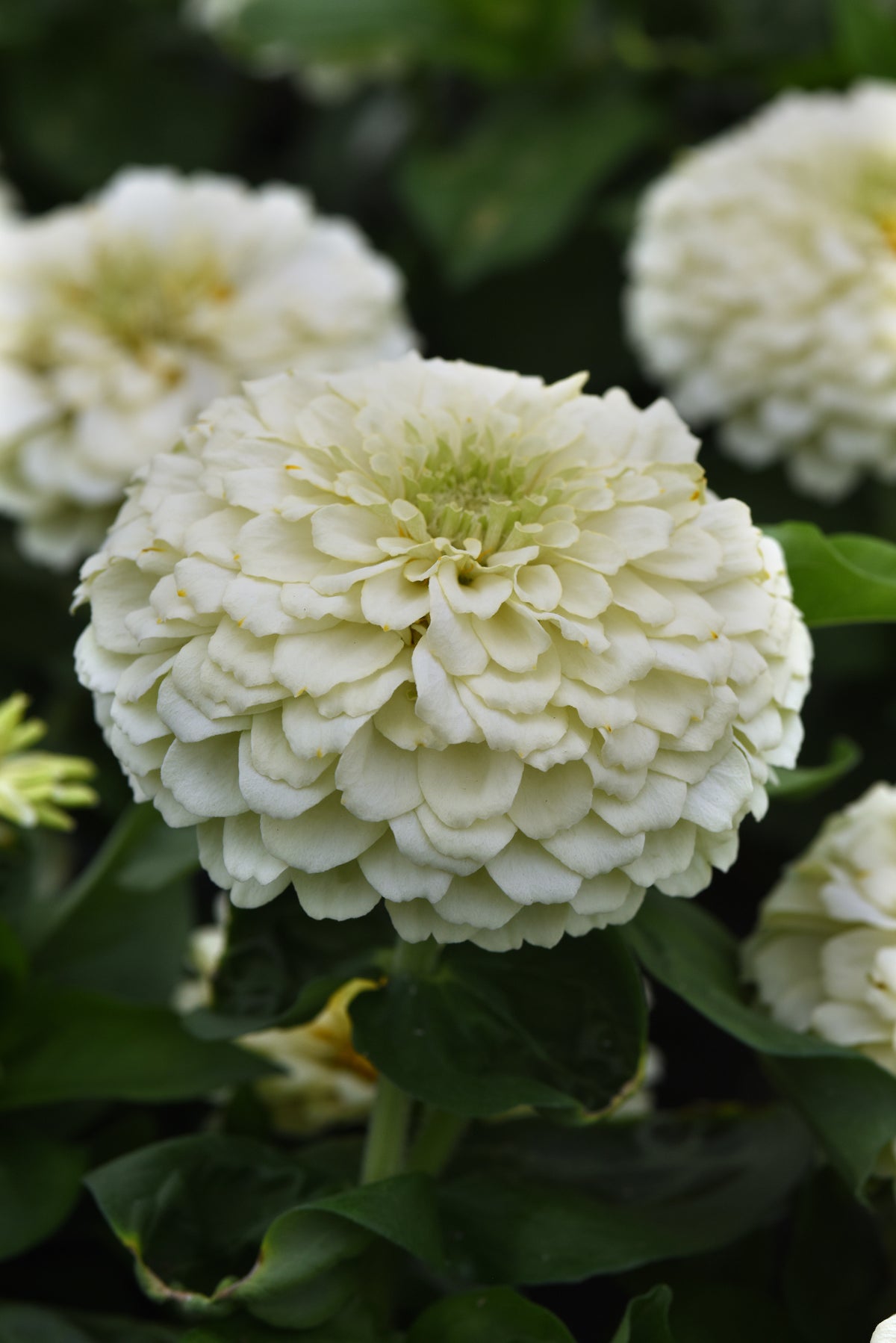 Close-up of a Zesty White zinnia bloom with layered creamy white petals and a pale green center