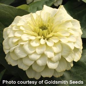 25 Zinnia Seeds Zinnia Magellan Ivory Zinnias F1