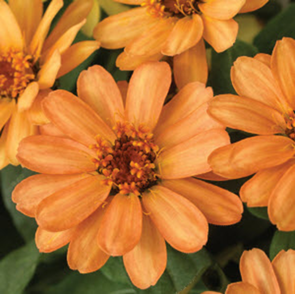 Zinnia Profusion Apricot Seeds – 25 Heat & Drought Tolerant Flower Seeds