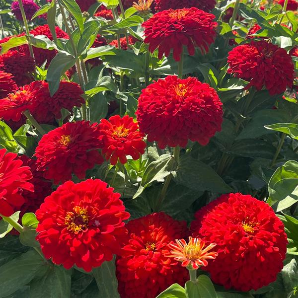 25 Zinnia Seeds Zinnia Uproar Scarlet Cut Flower