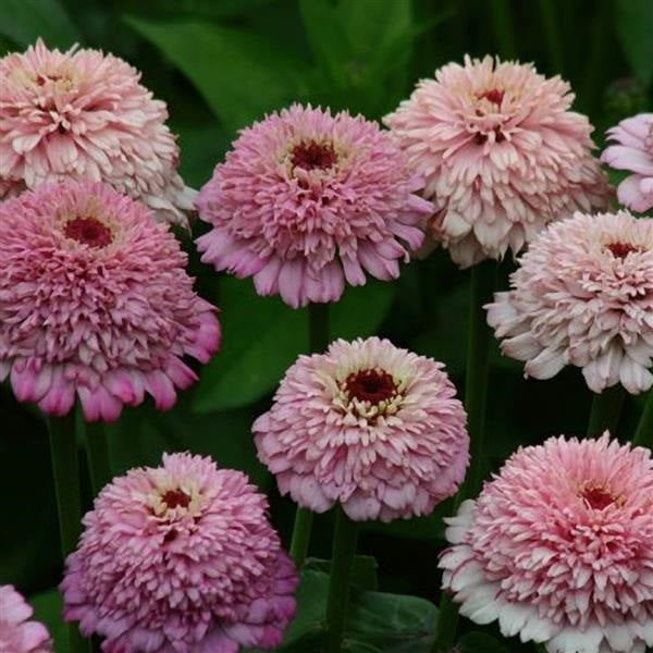 25 Zinnias Seeds Zinnia Zinderella Lilac Cut Flower