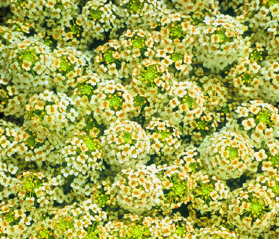 100 Alyssum Seeds Cheers Yellow Ground Cover