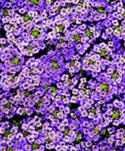2,000 Bulk Alyssum Seeds Wonderland Blue Ground Cover Seeds