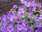 Rock Cress Seeds Cascading Purple 100 Aubrieta Seeds Perennial