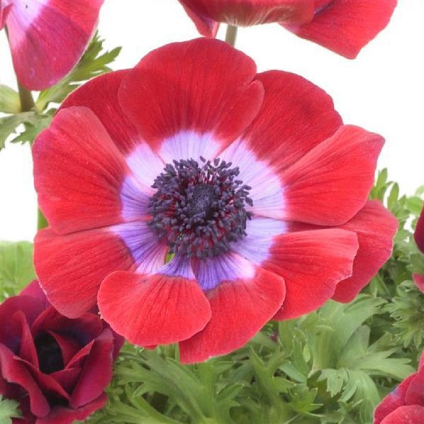Anemone Seeds Harmony Burgundy 15 thru 50 Seed Windflower Seeds