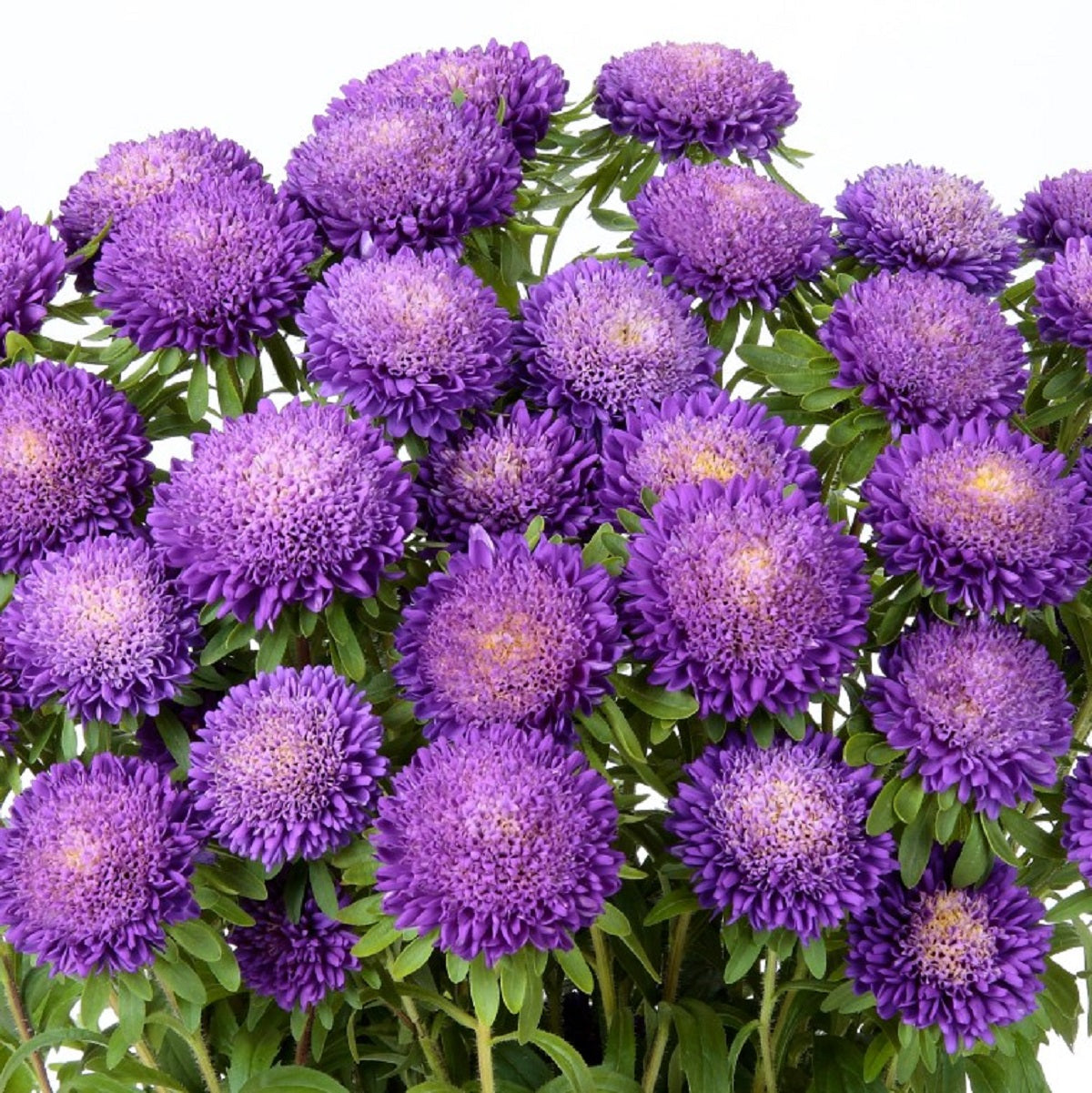 Aster Seeds 50 Seeds Aster Bonita Light Blue Cut Flower Seeds