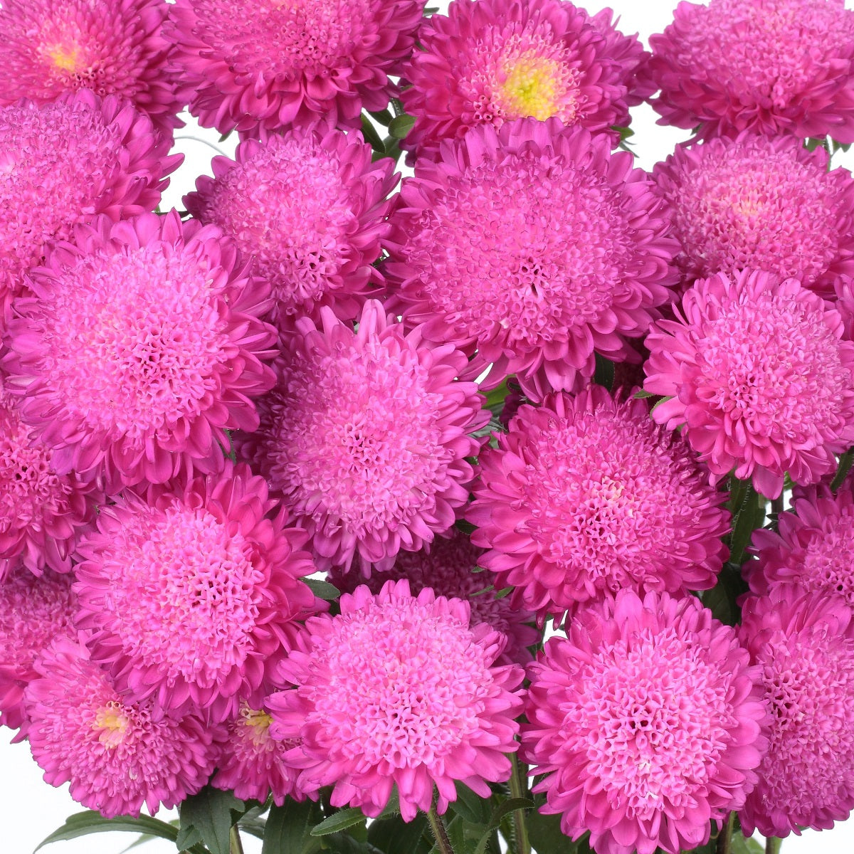 Aster Seeds 50 Seeds Aster Bonita Pink Cut Flower Seeds